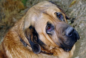 馬士提夫犬牙齒怎么清潔 馬士提夫獒犬口腔護理方法