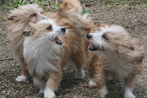 葡萄牙波登可犬怎么刷牙 葡萄牙波登可犬牙齒護理方法