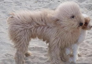 波利犬毛發(fā)怎么護(hù)理 波利犬毛發(fā)梳理方法