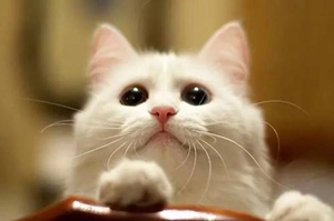 貓咪鼻炎如何治療 貓咪鼻炎治療方法