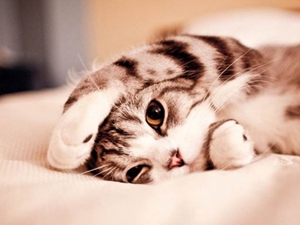 小貓拉稀怎么辦 幼貓拉肚子可以治嗎