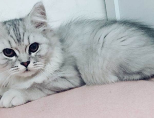 英國(guó)長(zhǎng)毛貓懷孕怎么辦 英國(guó)長(zhǎng)毛貓懷孕照顧方法