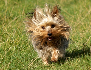 絲毛梗好養(yǎng)嗎 日常養(yǎng)護注意事項