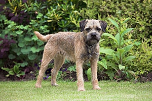 邊境梗不能吃什么 邊境梗禁忌食物介紹