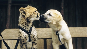 安納托利亞牧羊犬性格好不好