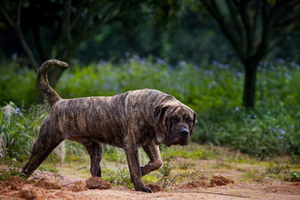 加納利犬不能吃哪些水果 西班牙加納利犬不能吃的水果大全