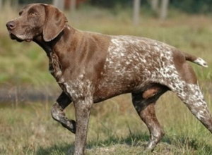 波音達(dá)獵犬怎么養(yǎng) 波音達(dá)獵犬飼養(yǎng)心得