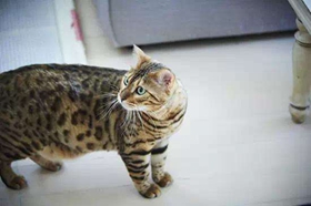 玩具虎貓吐黃水怎么回事 玩具虎貓吐黃水解決辦法