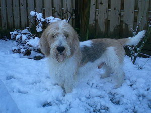 迷你貝吉格里芬凡丁犬耳朵清潔護(hù)理方法