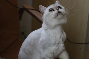 蒂凡尼貓?jiān)趺搭A(yù)防流產(chǎn) 蒂凡尼貓流產(chǎn)預(yù)防方法