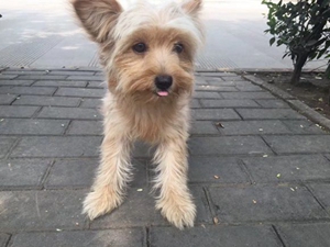 凱恩梗怎么護理 凱恩梗護理小技巧