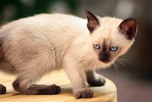 暹羅貓?jiān)趺捶敝?暹羅貓繁殖流程