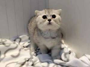 曼基康貓流產(chǎn)原因有哪些 曼基康貓流產(chǎn)原因介紹