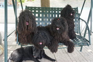 波利犬毛發(fā)怎么修剪 波利犬毛發(fā)修剪方法