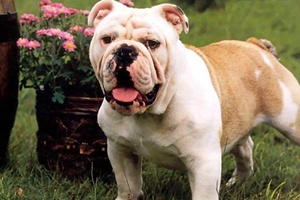 斗牛獒犬不能吃什么 斗牛獒犬喂食禁忌要點(diǎn)