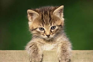 怎樣治療貓等孢球蟲病 貓等孢球蟲病治療方法