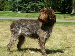 剛毛指示格里芬犬毛發(fā)怎么護(hù)理 毛發(fā)護(hù)理方法介紹