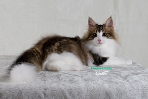 挪威森林貓產(chǎn)后缺鈣怎么辦 產(chǎn)后缺鈣癥狀及治療方法