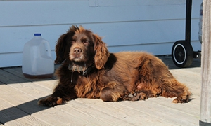博伊金獵犬不宜喂食什么 博伊金獵犬喂食禁忌食物