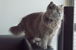 英國(guó)長(zhǎng)毛貓剛出生小貓?jiān)趺刺幚? / data-8mAQ=