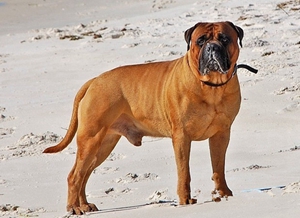 斗牛獒犬性格怎么樣 斗牛獒犬性格特點(diǎn)介紹