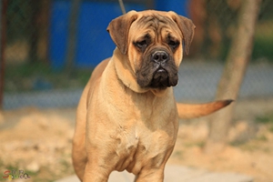 斗牛獒犬怎么護理 斗牛獒犬日常護理方法