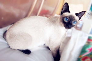 暹羅貓多大可以生小貓 暹羅貓適孕年齡