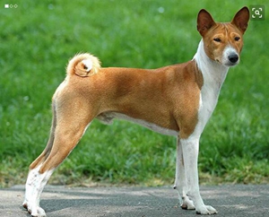 巴仙吉犬養(yǎng)之前要準(zhǔn)備什么 巴仙吉犬飼養(yǎng)準(zhǔn)備