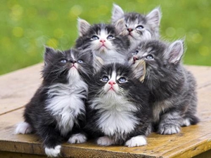 挪威森林貓產(chǎn)后怎么護理 挪威森林貓產(chǎn)后護理注意事項