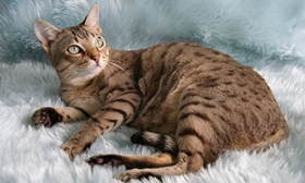 澳大利亞霧貓得了皮膚病怎么治療