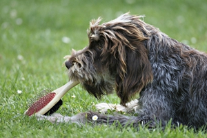 剛毛指示格里芬犬怎么喂食 剛毛指示格里芬犬喂食要點(diǎn)