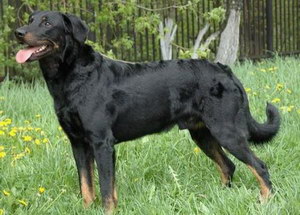 法國狼犬怎么養(yǎng) 法國狼犬飼養(yǎng)方法