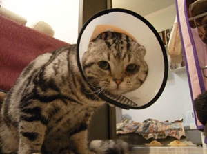 貓咪多大可以驅(qū)蟲 貓咪驅(qū)蟲時間介紹