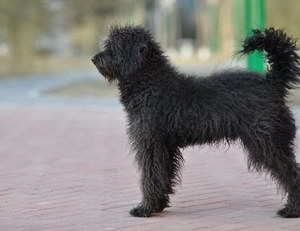 波利犬怎么養(yǎng) 波利犬飼養(yǎng)注意事項(xiàng)