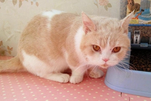 曼基康貓絕育要注意什么 曼基康貓絕育注意事項(xiàng)