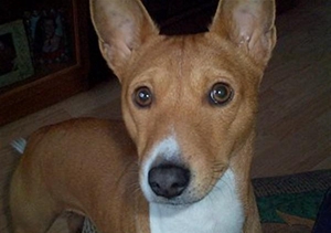 巴仙吉犬怎么養(yǎng) 巴仙吉犬飼養(yǎng)技巧