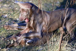 威瑪獵犬怎么養(yǎng) 威瑪獵犬喂養(yǎng)心得