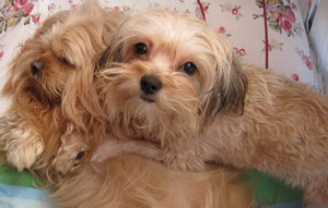 拉薩犬耳朵怎么清潔 拉薩犬耳朵護理方法