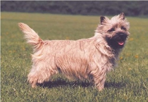 凱恩梗怎么養(yǎng) 凱恩梗飼養(yǎng)要點