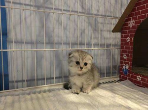 怎么確定曼基康貓是否懷孕 曼基康貓懷孕確認(rèn)方法