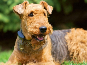 給萬能梗吃什么好 萬能梗飲食推薦