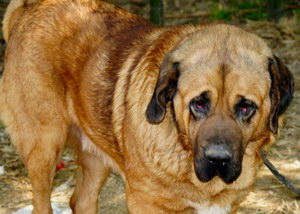 馬士提夫犬怎么修剪指甲 馬士提夫獒犬剪指甲方法