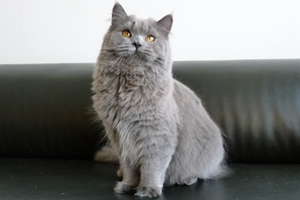 英國長毛貓什么時候絕育好 英國長毛貓絕育最佳時間