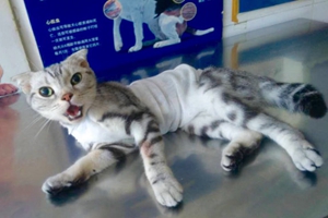 貓咪絕育后怎么照顧