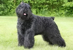 波蘭德斯布比野犬怎么養(yǎng) 波蘭德斯布比野犬飼養(yǎng)方法