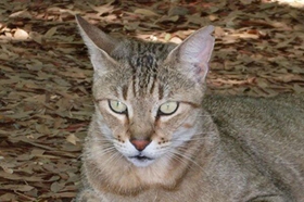 怎么給肯尼亞貓驅(qū)蟲 肯尼亞貓驅(qū)蟲注意事項(xiàng)