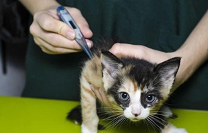 怎么給貓量體溫 貓咪量體溫方法