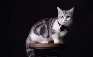 曼基康貓發(fā)情鬧春怎么辦 曼基康貓發(fā)情解決辦法