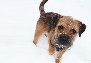 養(yǎng)邊境梗要注意什么 邊境梗飼養(yǎng)注意事項
