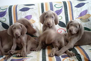 威瑪犬耳朵怎么清潔 威瑪獵犬耳朵護理方法